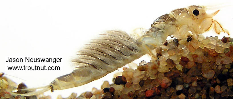 Hexagenia limbata (Ephemeridae) (Hex) Mayfly Nymph from unknown in Wisconsin