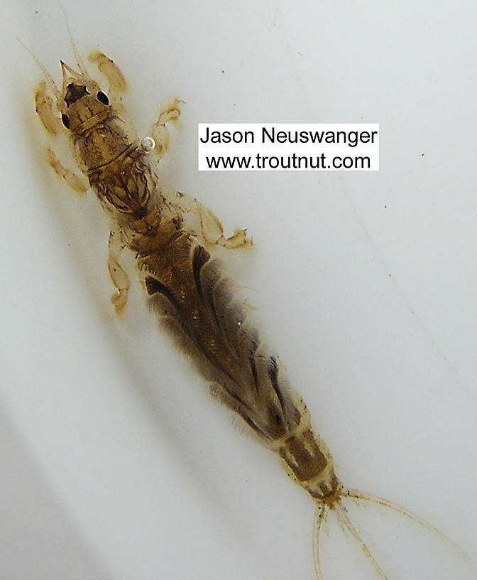 Hexagenia limbata (Ephemeridae) (Hex) Mayfly Nymph from unknown in Wisconsin