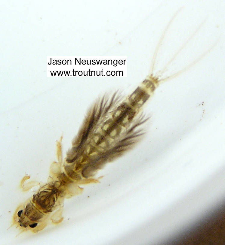 This particular picture is slightly blurry because the nymph is swimming, but it shows an important characteristic of Hexagenia nymphs which is potentially important to fly tiers and is evident in the videos as well: Hexagenia nymphs hold their gills splayed almost straight out to the side while they're swimming, while Ephemera nymphs keep their gills closer to vertical. The difference is such that when I'm looking through my tub of critters from the stream trying to pick out which things to photograph, I can tell the two genera apart more easily by looking at their profile as they swim than by looking at their abdominal markings or frontal prominence. The angle of the gills in the swimming nymphs is probably one of the most noticeable differences between these genera from the trout's perspective.

Hexagenia limbata (Ephemeridae) (Hex) Mayfly Nymph from unknown in Wisconsin