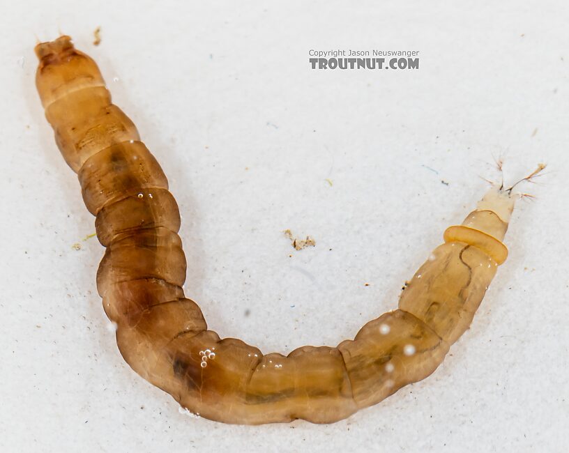 Hexatoma (Limoniidae) True Fly Larva from Mystery Creek #249 in Washington