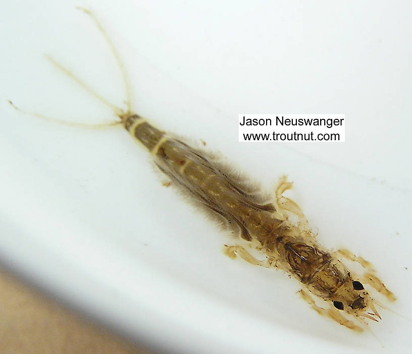 Dorsal view of a Hexagenia limbata (Ephemeridae) (Hex) Mayfly Nymph from unknown in Wisconsin