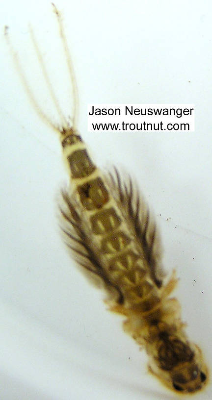 This motion-blurred picture shows the posture of a Hexagenia nymph in motion.

Hexagenia limbata (Ephemeridae) (Hex) Mayfly Nymph from unknown in Wisconsin