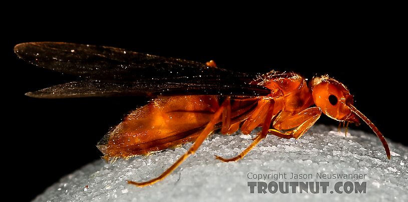 Lateral view of a Formicidae (Ant) Insect Adult from the Henry's Fork of the Snake River in Idaho