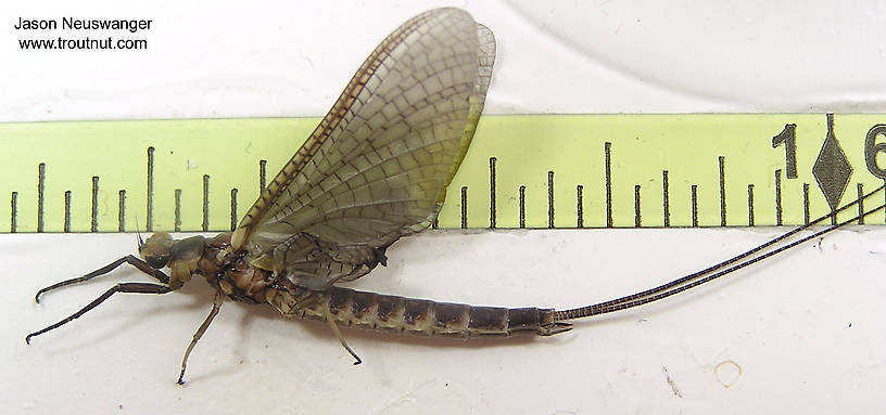 Ruler view of a Male Hexagenia limbata (Ephemeridae) (Hex) Mayfly Dun from unknown in Wisconsin The smallest ruler marks are 1/16".