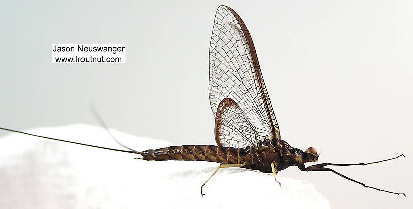 Male Hexagenia atrocaudata (Ephemeridae) (Late Hex) Mayfly Spinner from the Namekagon River in Wisconsin