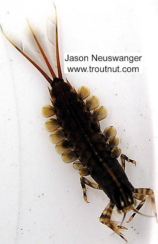Isonychia bicolor (Isonychiidae) (Mahogany Dun) Mayfly Nymph from the Namekagon River in Wisconsin