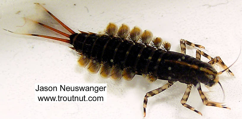 Dorsal view of a Isonychia bicolor (Isonychiidae) (Mahogany Dun) Mayfly Nymph from the Namekagon River in Wisconsin