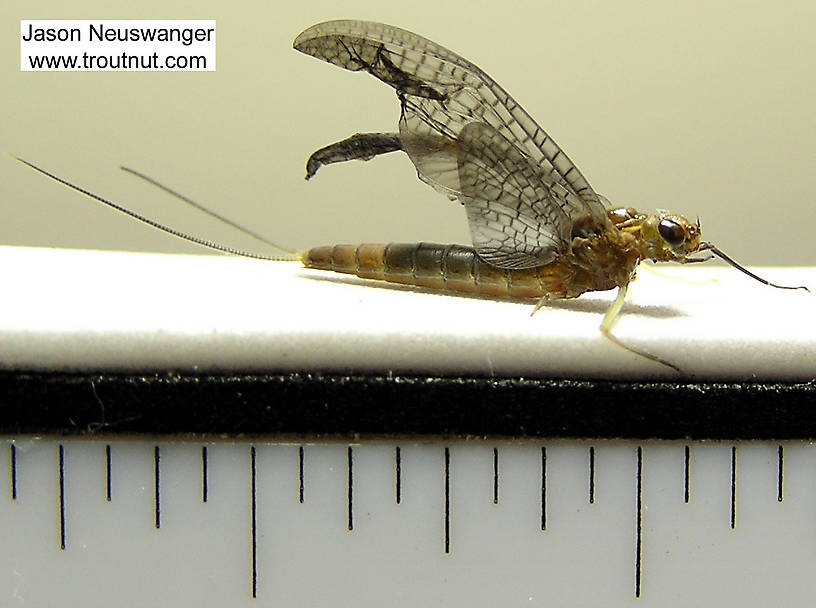 Ruler view of a Female Isonychia bicolor (Isonychiidae) (Mahogany Dun) Mayfly Dun from the Beaverkill River in New York The smallest ruler marks are 1/16".