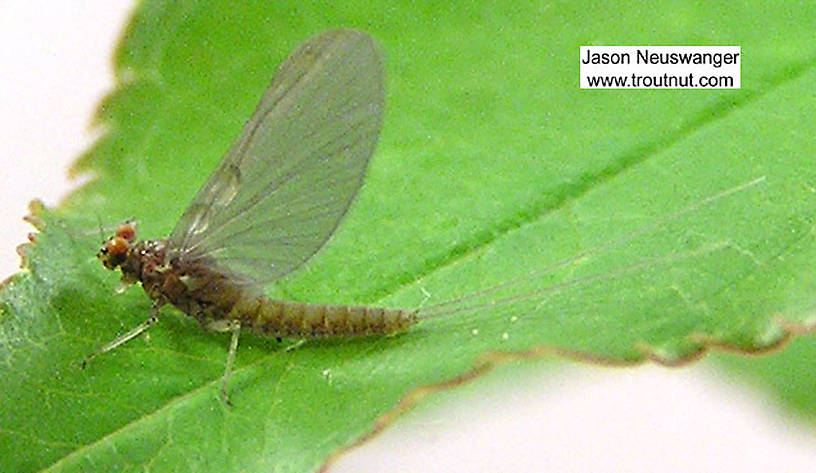Female Baetidae (Blue-Winged Olive) Mayfly Dun from unknown in Wisconsin