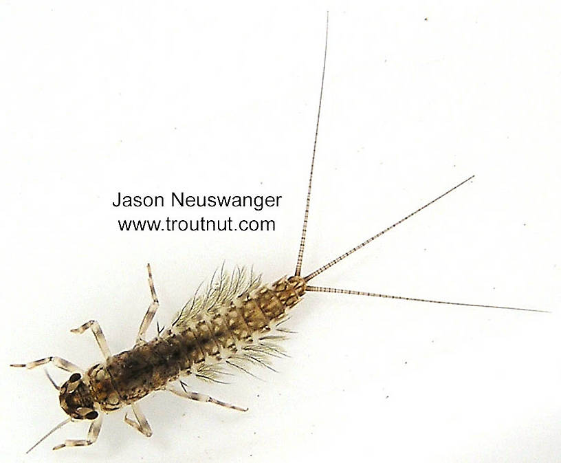 Leptophlebia cupida (Leptophlebiidae) (Black Quill) Mayfly Nymph from the Namekagon River in Wisconsin