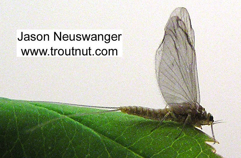 Female Baetidae (Blue-Winged Olive) Mayfly Dun from unknown in Wisconsin