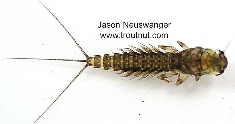 Leptophlebia (Leptophlebiidae) (Black Quill) Mayfly Nymph from the Bois Brule River in Wisconsin