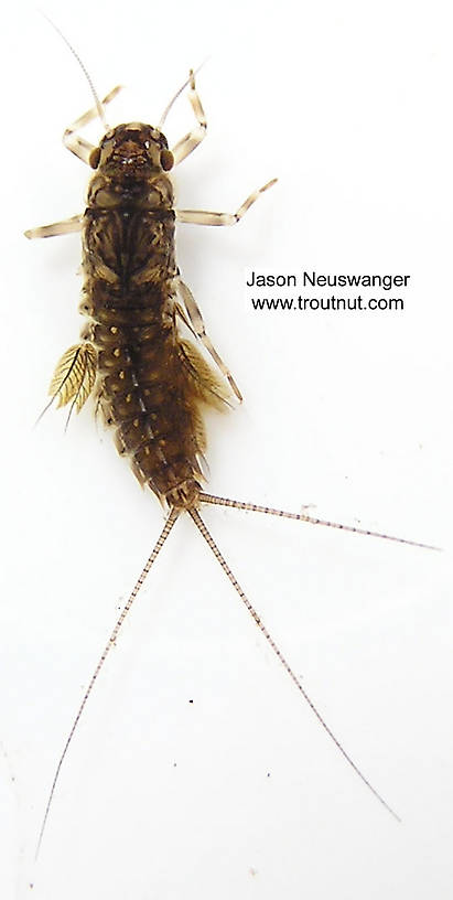 Leptophlebia cupida (Leptophlebiidae) (Black Quill) Mayfly Nymph from the West Fork of the Chippewa River, Headwaters in Wisconsin