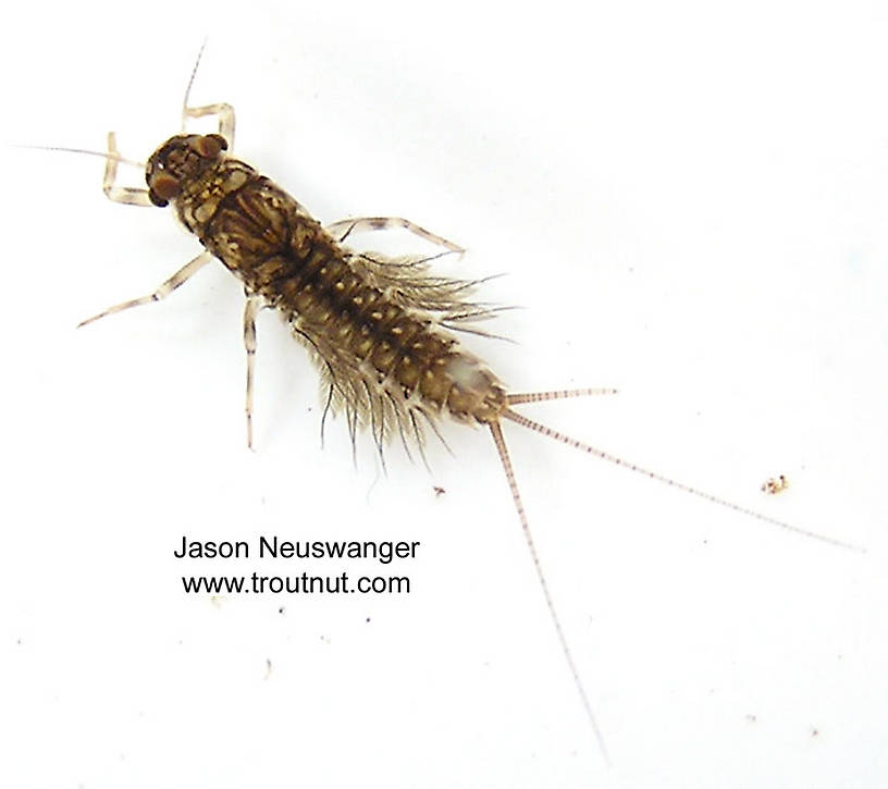 Leptophlebia cupida (Leptophlebiidae) (Black Quill) Mayfly Nymph from the West Fork of the Chippewa River, Headwaters in Wisconsin