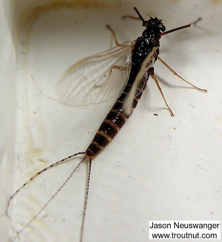 Female Leptophlebia cupida (Leptophlebiidae) (Black Quill) Mayfly Spinner from unknown in Wisconsin