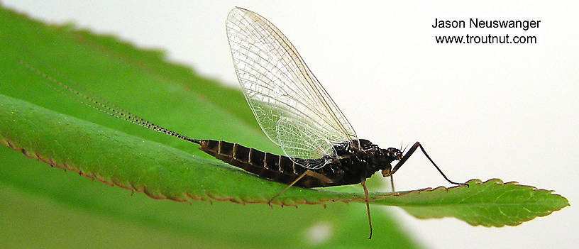 Female Leptophlebia cupida (Leptophlebiidae) (Black Quill) Mayfly Spinner from unknown in Wisconsin