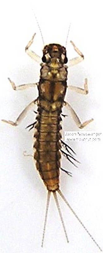 Neoleptophlebia  Mayfly Nymph