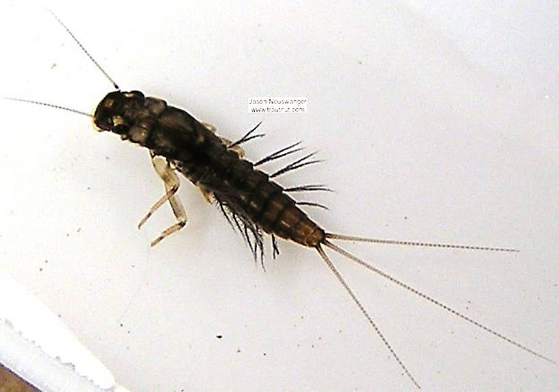 Neoleptophlebia (Leptophlebiidae) Mayfly Nymph from unknown in Wisconsin