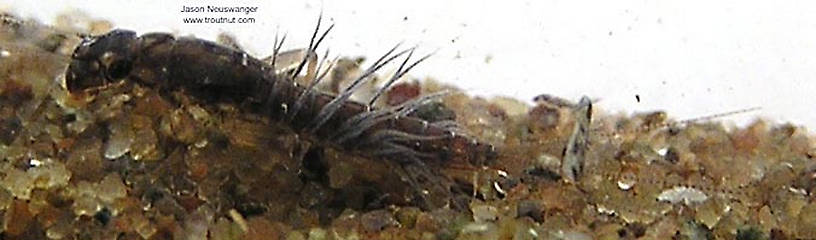 Neoleptophlebia  Mayfly Nymph