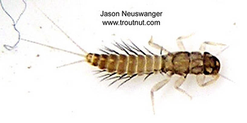Neoleptophlebia (Leptophlebiidae) Mayfly Nymph from unknown in Wisconsin