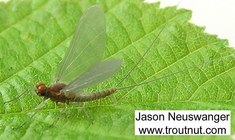 Male Baetidae (Blue-Winged Olive) Mayfly Dun from unknown in Wisconsin