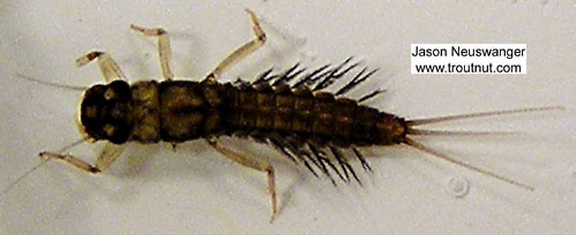 Paraleptophlebia (Leptophlebiidae) (Blue Quill) Mayfly Nymph from Big Brook in Wisconsin