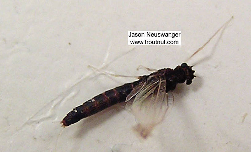 Female Paraleptophlebia (Leptophlebiidae) (Blue Quill) Mayfly Spinner from the Bois Brule River in Wisconsin