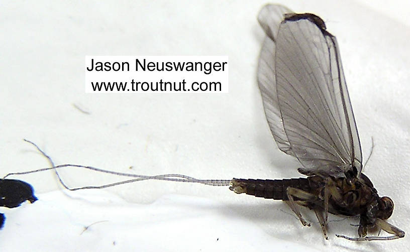 Male Baetidae (Blue-Winged Olive) Mayfly Dun from unknown in Wisconsin