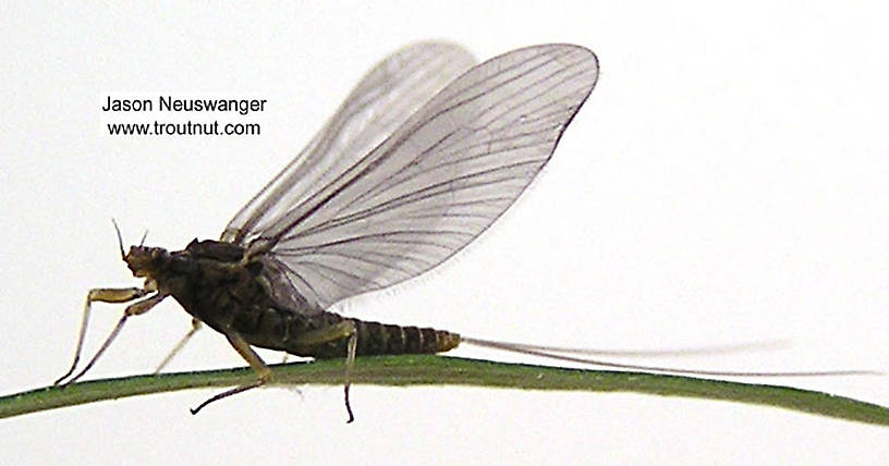 Female Acentrella (Baetidae) (Tiny Blue-Winged Olive) Mayfly Dun from unknown in Wisconsin