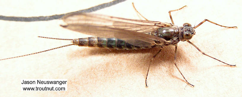 Female Siphlonurus quebecensis (Siphlonuridae) (Gray Drake) Mayfly Dun from unknown in Wisconsin