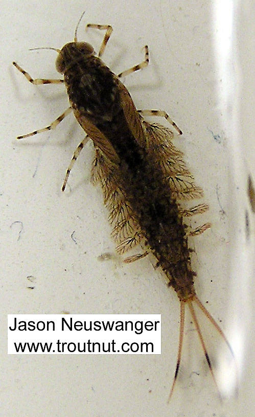 Siphlonurus quebecensis (Siphlonuridae) (Gray Drake) Mayfly Nymph from unknown in Wisconsin