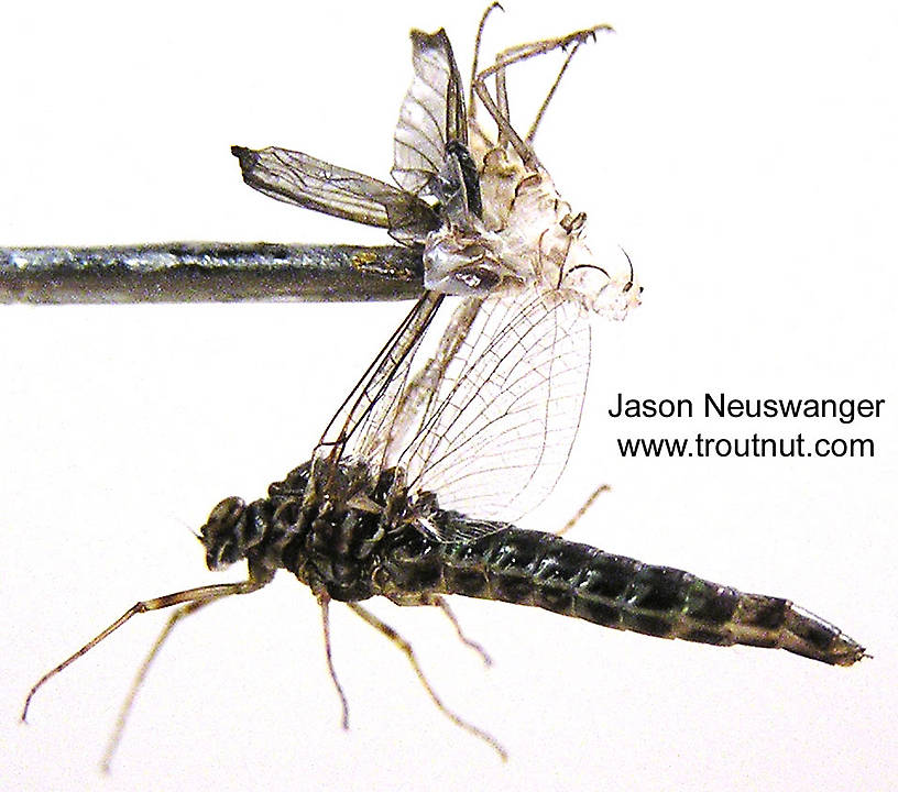Female Siphlonurus quebecensis (Siphlonuridae) (Gray Drake) Mayfly Spinner from unknown in Wisconsin