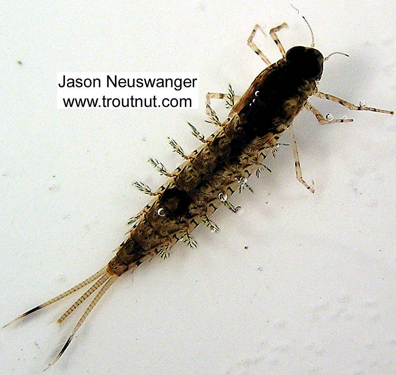 Siphloplecton basale (Metretopodidae) (Pseudo-Gray Drake) Mayfly Nymph from unknown in Wisconsin