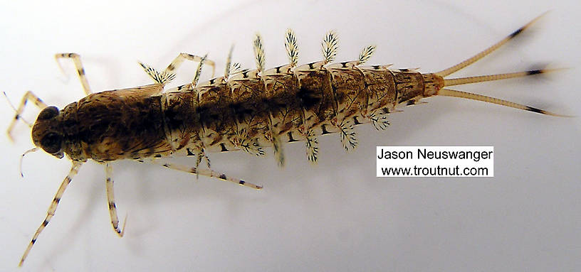 Siphloplecton basale (Pseudo-Gray Drake) Mayfly Nymph