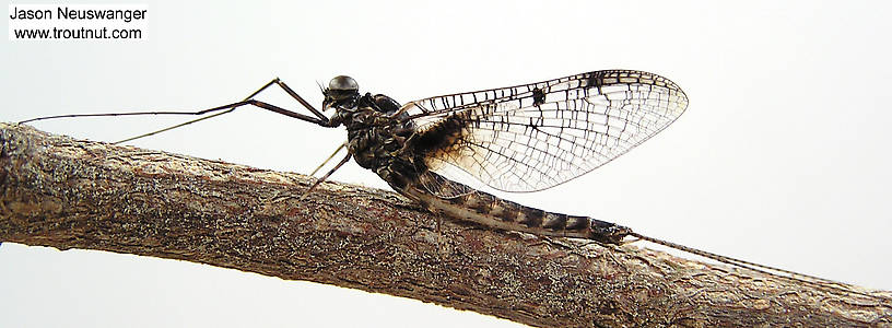 Lateral view of a Male Siphloplecton basale (Metretopodidae) (Pseudo-Gray Drake) Mayfly Spinner from the Namekagon River in Wisconsin