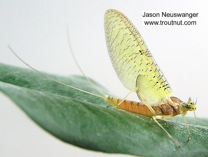 Female Stenacron (Heptageniidae) (Light Cahill) Mayfly Dun from the Couderay River in Wisconsin