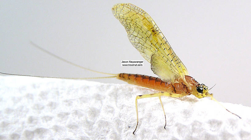 Female Stenacron (Heptageniidae) (Light Cahill) Mayfly Dun from unknown in Wisconsin