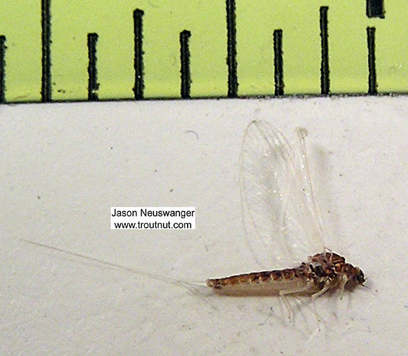 Ruler view of a Female Baetidae (Blue-Winged Olive) Mayfly Spinner from unknown in Wisconsin The smallest ruler marks are 1/16".