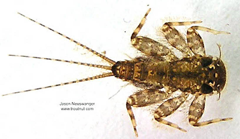 Stenonema (Heptageniidae) (March Browns and Cahills) Mayfly Nymph from unknown in Wisconsin