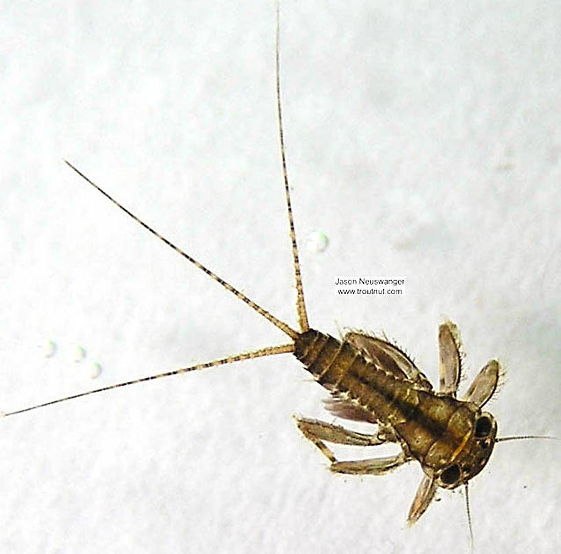 Stenonema (Heptageniidae) (March Browns and Cahills) Mayfly Nymph from the Namekagon River in Wisconsin