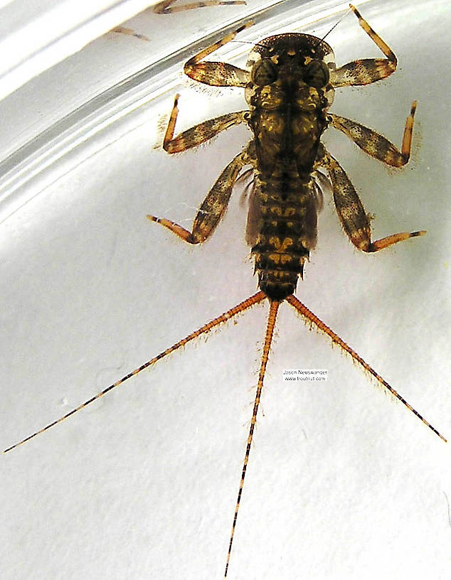 Stenonema vicarium (Heptageniidae) (March Brown) Mayfly Nymph from unknown in Wisconsin