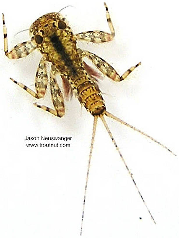 Stenonema luteum (Heptageniidae) Mayfly Nymph from unknown in Wisconsin