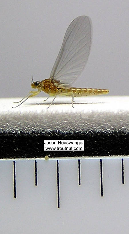 Ruler view of a Female Baetidae (Blue-Winged Olive) Mayfly Dun from unknown in New York The smallest ruler marks are 1/16".