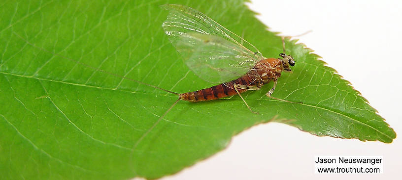 Female Epeorus vitreus (Heptageniidae) (Sulphur) Mayfly Spinner from unknown in Wisconsin