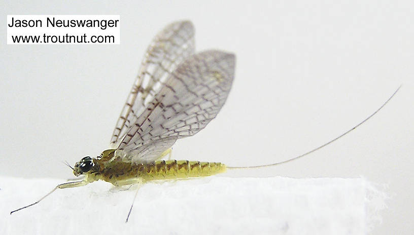 Female Leucrocuta hebe (Heptageniidae) (Little Yellow Quill) Mayfly Dun from unknown in Wisconsin