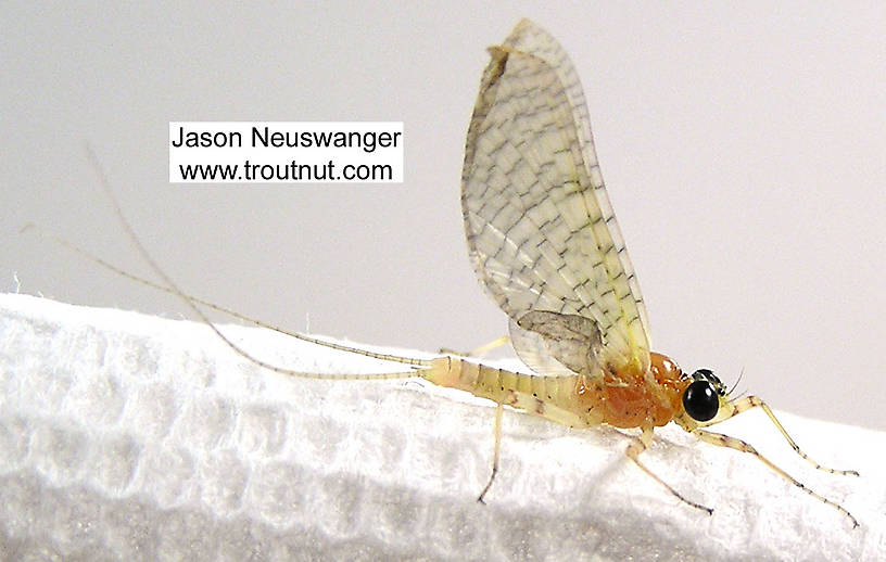 Male Heptageniidae (March Browns, Cahills, Quill Gordons) Mayfly Dun