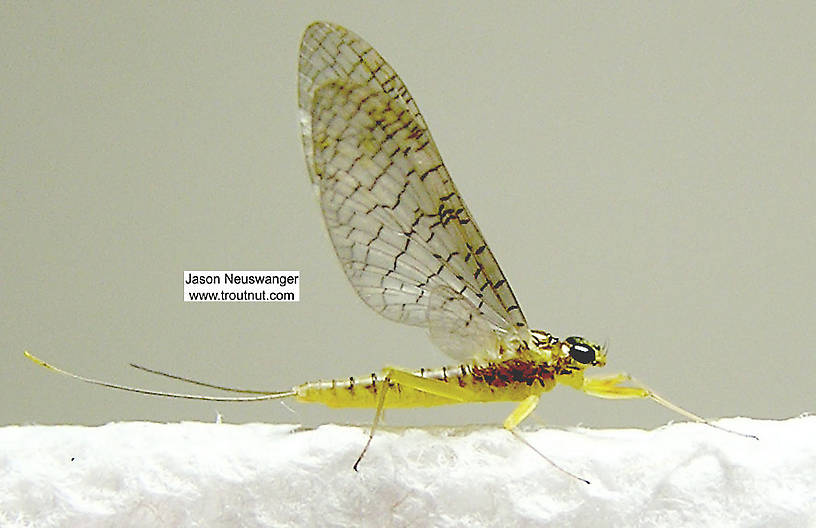 Female Leucrocuta hebe (Heptageniidae) (Little Yellow Quill) Mayfly Dun from the Beaverkill River in New York