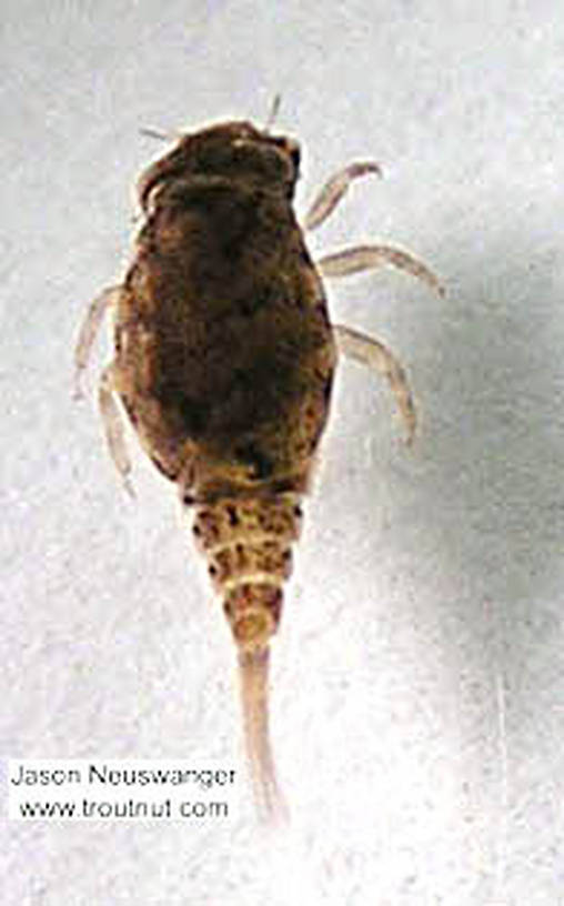 Baetisca laurentina (Baetiscidae) (Armored Mayfly) Mayfly Nymph from unknown in Wisconsin