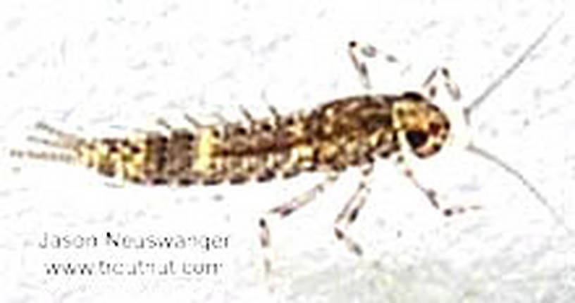 Baetidae (Blue-Winged Olive) Mayfly Nymph from the Namekagon River in Wisconsin