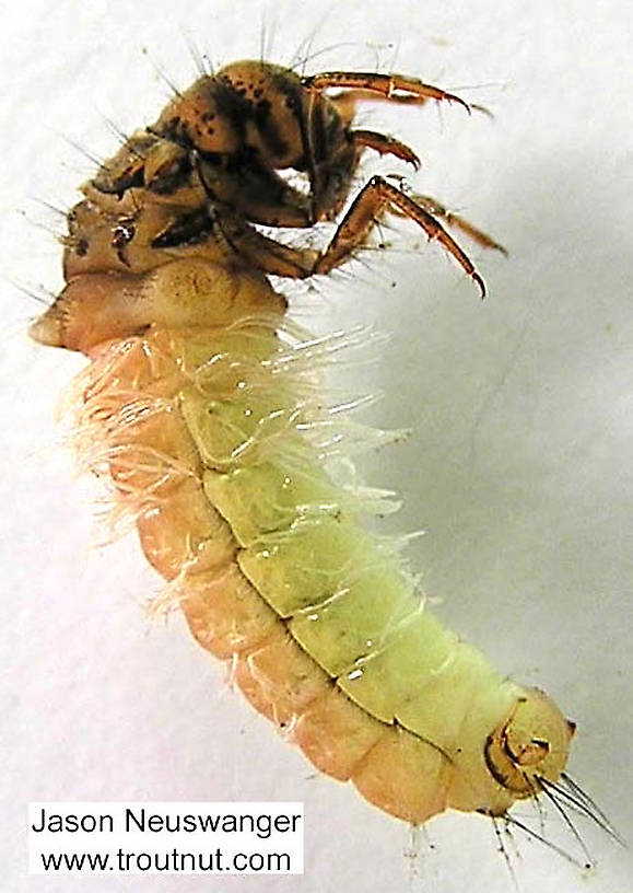 Limnephilus (Limnephilidae) (Summer Flier Sedge) Caddisfly Larva from unknown in Wisconsin